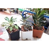 ราคา ต้นยูโฟเบีย ไดโนเสาร์ (2303806857)