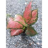 ราคา ต้นอัญมณีสีแดงใบกลม อัญมณีแดง ต้นอโกลนีมา ไม้มงคล ไม้ประดับ ไม้ฟอกอากาศ ในกระถาง 3 นิ้ว (19225040479)