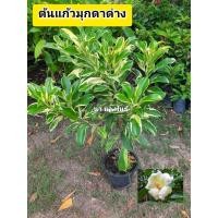 ราคา ต้นแก้วมุกดาด่าง แก้วมุกดาด่าง (49800609068)