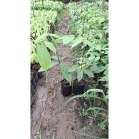 ราคา ต้นลูกเนียงข้าวหรือเนียง3ปีเพาะเมล็ด (42273123084)