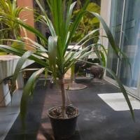 ราคา จันผาต้นใหญ่ ไม้มงคล (21974972302)