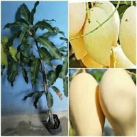 ราคา ต้นมะม่วงน้ำดอกไม้สีทองทาบกิ่ง (21038803478)