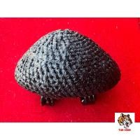 ราคา เบี้ยแก้หลวงปู่เจือ วัดกลางบางแก้ว ลูกใหญ่ ยุคกลาง (25021250238)