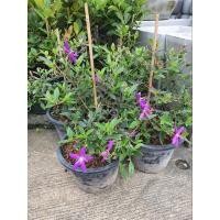 ราคา ต้นม่วงมงคลม่วงมงคล / โคลงเคลง (Glory Bush) / ขาวมงคล จัดส่งพร้อมกระถาง 11นิ้ว (19038118995)