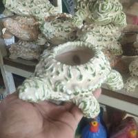 ราคา เต่าน้อยมงคลจัดสวน/ปลูกต้นไม้ประดับ (11023380091)