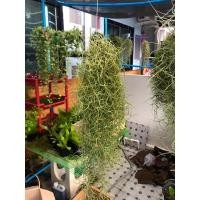 ราคา เคราฤาษี พืชฟอกอากาศ ☀️ หนวดฤาษี Spanish moss (13234645447)