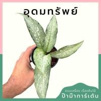 ราคา อุดมทรัพย์ กระถาง 3 นิ้ว ไม้มงคล (21496296321)