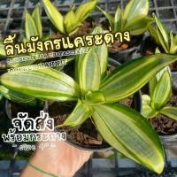 ราคา ต้นลิ้นมังกรแคระด่าง ( SANSEVIERIA TRIFASCIATA 'GOLDEN HAHNII' ) ต้นไม้ฟอกอากาศ ต้นไม้มงคล ต้นไม้ฟอกอากาศ จิ๋ว (24667649512)