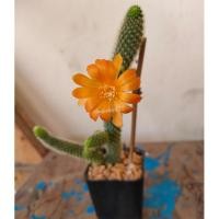 ราคา รีบูเทียเลื้อยดอกส้ม Rebutia Pulvinosa แคคตัส กระบองเพชร cactus&succulent (17135487466)