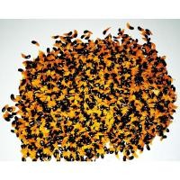 ราคา ผลิตภัณฑ์ใหม่ เมล็ดพันธุ์ 2022ลดราคาถูกพิเศษ เมล็ดอวบอ้วนกระถินเทพา Acaacia mangium willd กระถินซาบะฮ์ Kra thin /ต้นอ่อน (18669634972)