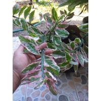 ราคา ต้นกวักเงินกวักทอง ต้นไม้มงคลเรียกทรัพย์ ไม้มงคลใบด่าง ขนาดถุง4นิ้ว (7668007149)