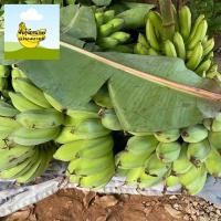 ราคา กล้วยน้ำว้ายักษ์ หน่อกล้วยน้ำว้ายักษ์ (21020641037)