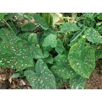 ราคา สาวน้อยปะแป้งไม้ผ่าหัวต้นละ10บาท (9090558843)