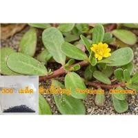 ราคา 300 เมล็ด ผักเบี้ยใหญ่ Portulaca oleracea ผักอีหลู ผักตาโค้ง ผักเบี้ยดอกเหลือง ผักเบี้ยใหญ่ แดงสวรรค์ สมุนไพรไทย (8620005669)