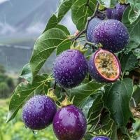 ราคา บริสุทธิ์หวานสีม่วงกลิ่นหอมเสาวรสต้นกล้าหวานเสาวรสต้นกล้าสี่ฤดูกาลสามารถปลูกเสาวรสขนาดใหญ่พิเศษระเบียงลาน 9.11 (43118477172)