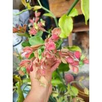 ราคา ต้นนกน้อยนำโชค ต้นเพาะเมล็ด (11556790304)