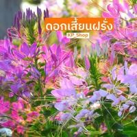 ราคา เมล็ด ดอกเสี้ยนฝรั่ง 100 เมล็ด (8614463456)