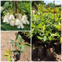 ราคา ต้นกระดิ่งนางฟ้าหรือดอกโชค (8769423183)