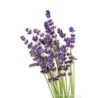 ราคา เมล็ดลาเวนเดอร์ - English Lavender Flower (7175002543)