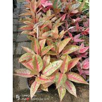 ราคา ต้นรวยล้นฟ้าหรื​อเลกาซี่แดง​ รวยล้นฟ้าด่างแดง อโกลนีมาราชาแห่งไม้ใบ ส่งพร้อมกระถาง 6 (29269948383)