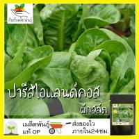 ราคา เมล็ดพันธุ์ ผักสลัด ปารีสไอแลนด์คอส 1000 เมล็ด Parris island Cos Lettuce Seed เมล็ดพันธุ์แท้ นำเข้าจากต่างประเทศ โตไว (9316219948)