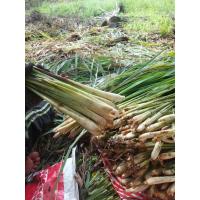 ราคา ตะไคร้ สดใหม่จากสวน ทำตามออเดอร์ ตะไคร้แกง ตะไคร้เกษตร (44415504174)