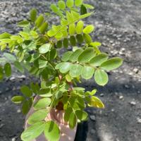 ราคา ต้นกัลปพฤกษ์ (จำนวน 30 ต้น) สูง 20-30 เซนติเมตร Cassia bakeriana #กัลปพฤกษ์ (27812901149)