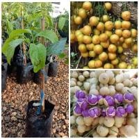 ราคา (ขาย ต้นพันธุ์) ต้น มะไฟข้าวเหนียวดำ #มะไฟข้าวเหนียวดำ มะไฟ เบนซ์ (6559948225)