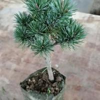 ราคา เข็มสั้นสนห้าเข็ม สนดำทาบสนห้าเข็ม ต้นสนห้าเข็มแท้ เข็มสั้นบอนไซ เซนจูมารุต้นกล้า (26718617796)