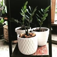 ราคา ต้นกวักมรกตใบดำ ไม้มงคล ไม้ฟอกอากาศ (4139345008)