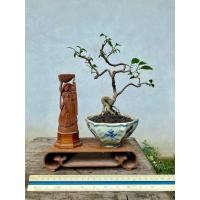 ราคา บอนไซต้นเชอรี่แคระ Bonsai Cherry (44410623851)