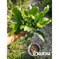 ราคา ต้นพุดเศรษฐีสยาม ต้นสูง 80-100 ซม. กระถาง 10 นิ้ว (25308904680)