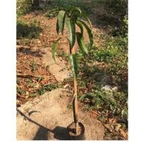 ราคา กิ่งพันธุ์มะม่วงน้ำดอกไม้มัน (3926559065)