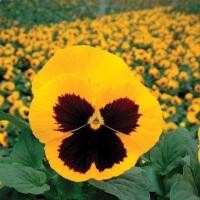 ราคา 50 เมล็ด ดอกหน้าแมว ดอกแพนซี่ (Pansy Seeds) สายพันธุ์ Delta Gold With Blotch (41172671045)