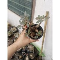 ราคา มะยมเงินมะยมทองขนาดกลาง7ต้นขายยกกระถาง​(ได้ตามภาพ)​ (20637696277)