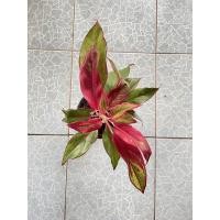 ราคา ต้นแสงเงินแสงทอง แก้วกาญจนา (10557990813)