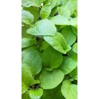 ราคา ต้นกล้ามะเขือเปราะ(เจ้าพระยา) (5454883451)