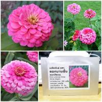 ราคา เมล็ดพันธุ์ ดอกบานชื่นสีชมพู (Pink Luminosa Zinnia Seed) บรรจุ 100 เมล็ด คุณภาพดี ของแท้ 100% (2421582236)