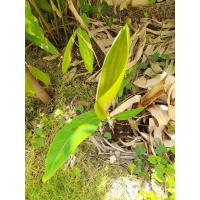 ราคา หน่อกล้วยด่างเลือดนกพันธ์ุฟลอลิด้าหน่อขุดสดๆจากต้นแม่ หน่อกล้วยพันธ์ุหายาก ต้นแม่เพาะมาจากเนื้อเยื่อ (20476254979)