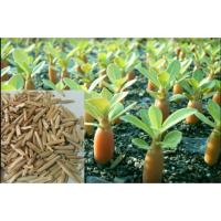 ราคา เมล็ดชวนชม 100 เมล็ด พันธุ์ฮอลแลนด์ผสมยักษ์ญี่ปุ่น ดอกชมพู ดอกขาว ชวนชมเพาะเมล็ด (22773250099)