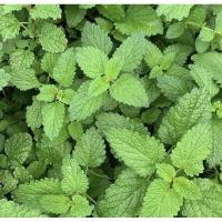 ราคา Lemon Balm seed เมล็ดเลม่อนบาล์ม ชุดละ 100 เมล็ด ราคา 35 บาท (26059221344)