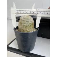 ราคา เอสโพทัว (Espostoa) แคคตัส กระบองผู้เฒ่า (12975162985)