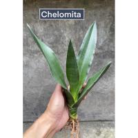 ราคา ต้นลิ้นมังกร Sansevieria Chelomita (28640666025)