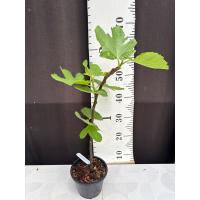 ราคา มะเดื่อฝรั่ง Fig พันธุ์ Victoria ต้นใหญ่ (26879507350)