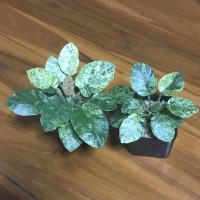 ราคา มะพร้าวทะเลทรายใบด่าง Dorstenia Hybrid variegated (13425840644)