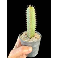 ราคา Euphorbia Canariensis อะโลปลาหมึก มาดากัสการ์ ไซส์กระถาง 3 นิ้ว ส่งแบบถอดราก แคคตัส ไม้อวบน้ำ Cactus and Succulent (27625140891)