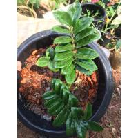 ราคา กวักมรกตเขียวแคระกระถาง5นิ้ว (25574788835)