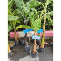 ราคา หน่อกล้วย เทพพนม เทพน้ำไท หน่อกล้วยเทพพนม พันธ์กล้วยหายาก จำนวน 1 หน่อ (17442429221)