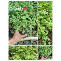 ราคา ผักแว่นน้ำ ชำถุงพร้อมปลูก นิยมทานยอด เป็นผักพื้นบ้าน (25319980075)