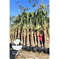 ราคา ต้นมะพร้าวขุดล้อม​ มะพร้าวน้ำหอมต้นโตมีลูกติด (25407271649)